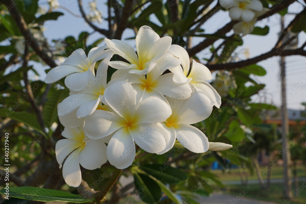 Blossom plumeria flower. Blossom plumeria flower.