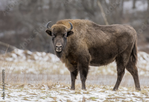 Foto European bison (Bison bonaus)