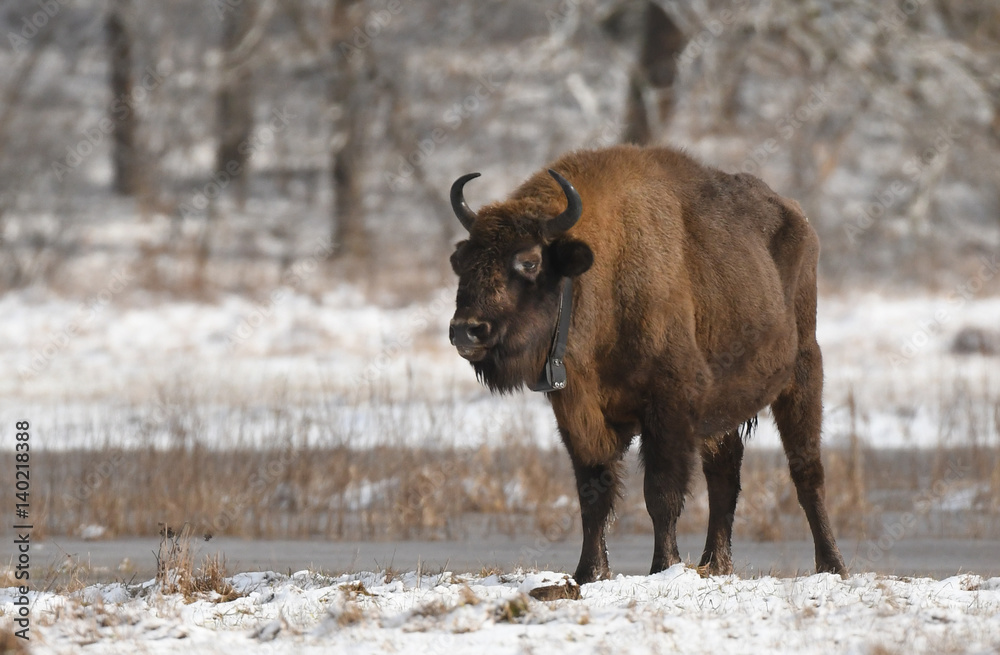 European bisons (Bison bonasus)