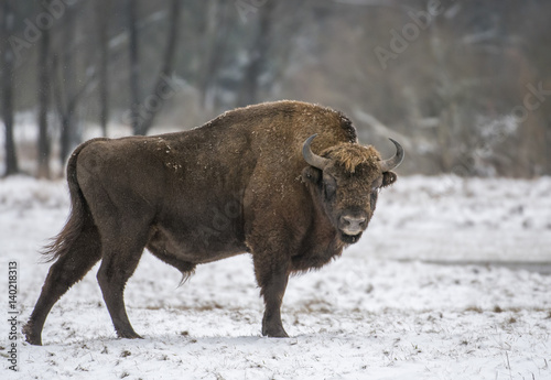 European bison (Bison bonasus)