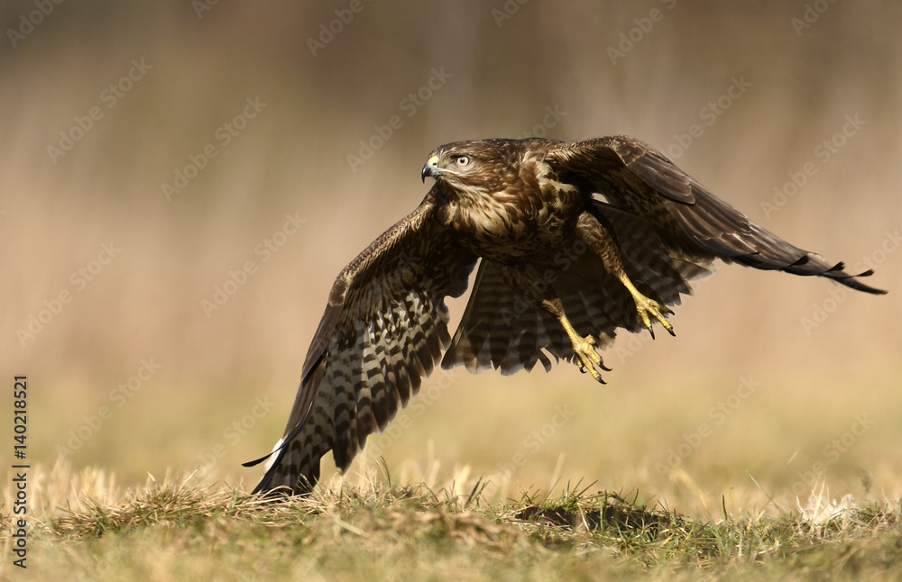 Fototapeta premium Common buzzard (Buteo buteo)