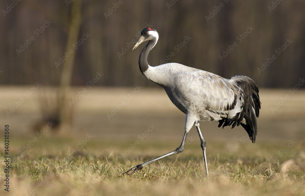 Fototapeta premium Common crane (Grus grus)