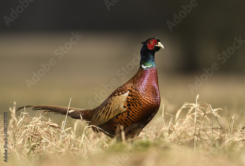 Ringneck Pheasant (Phasianus colchicus)