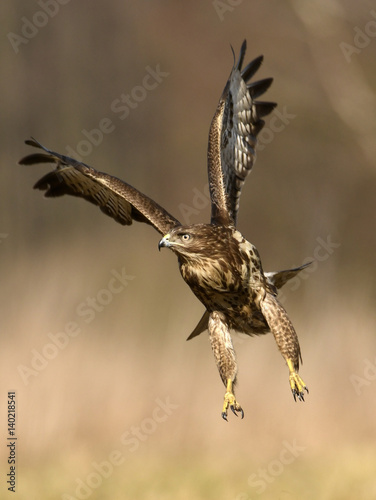 Common buzzard (Buteo buteo)