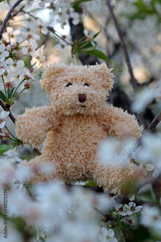 Teddy bear on branch of cherry blossom © andiafaith
