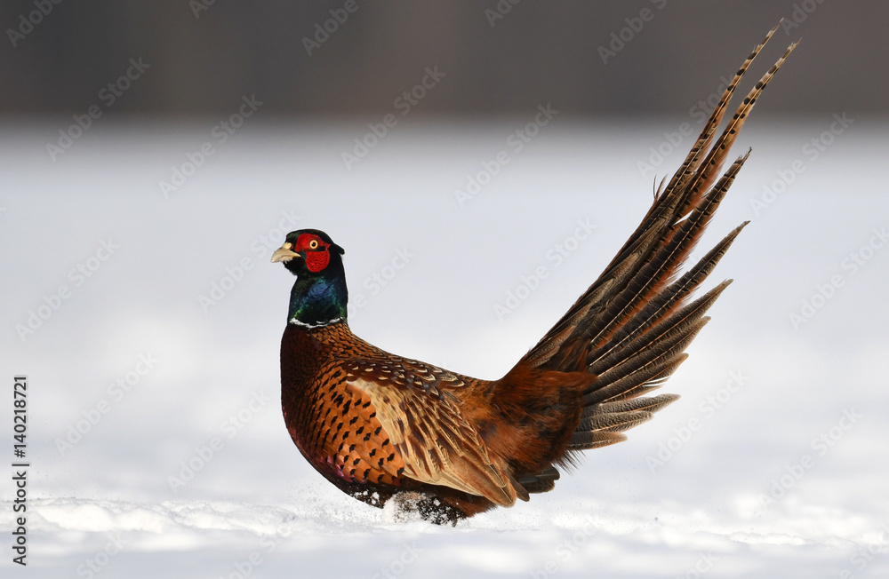 Fototapeta premium Ringneck Pheasant (Phasianus colchicus)