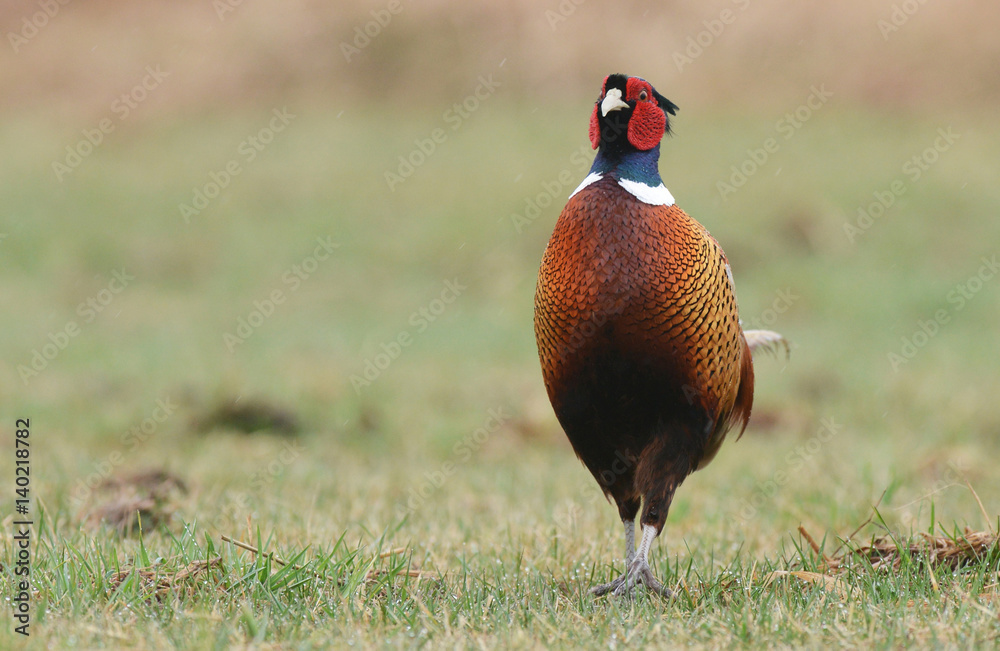 Fototapeta premium Ringneck Pheasant (Phasianus colchicus)