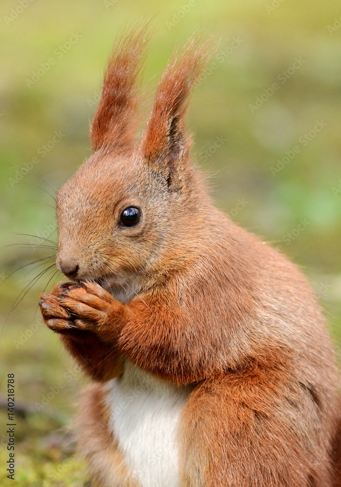 Red Squirrel (Sciurus vulgaris) Red Squirrel (Sciurus vulgaris)