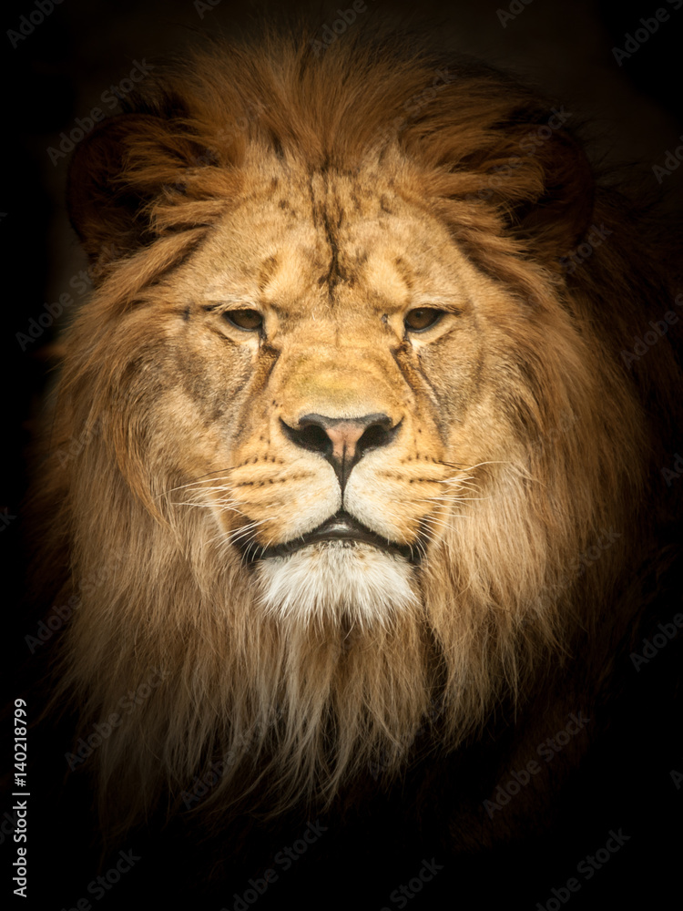 Adult lion in the dark. Portrait of big dangerous african animal. Low key effect.
