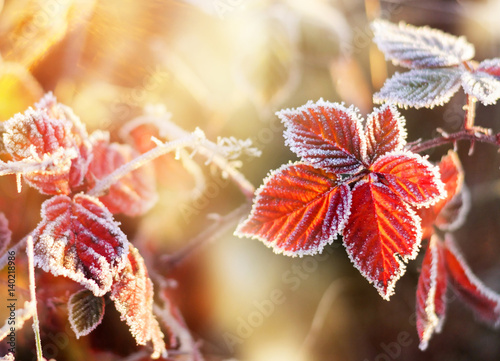 Fototapet Red autumn leaf with hoarfrost