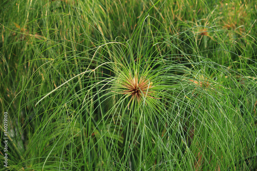A background of papyrus plants A background of papyrus plants