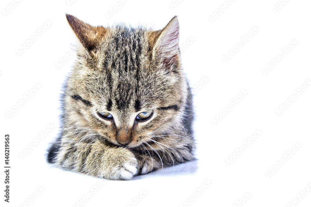 Isolated portrait of a beautiful gray kitten Isolated portrait of a beautiful gray kitten