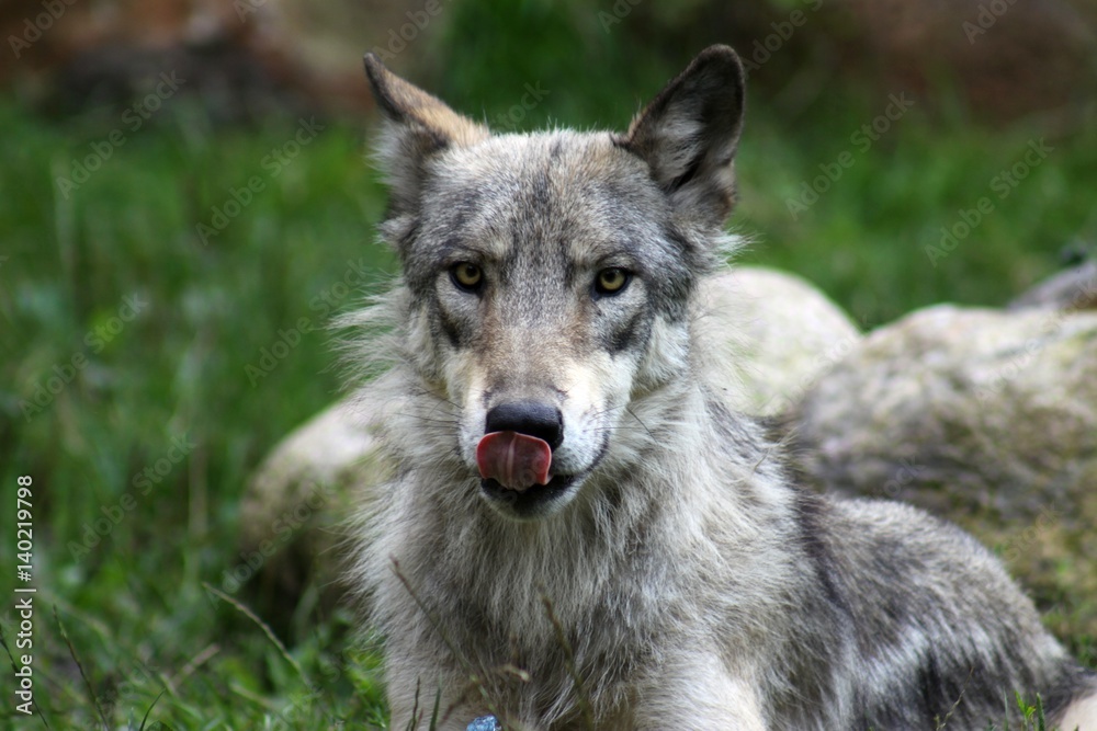 Beautiful laying Wolf is watching you Beautiful laying Wolf is watching you
