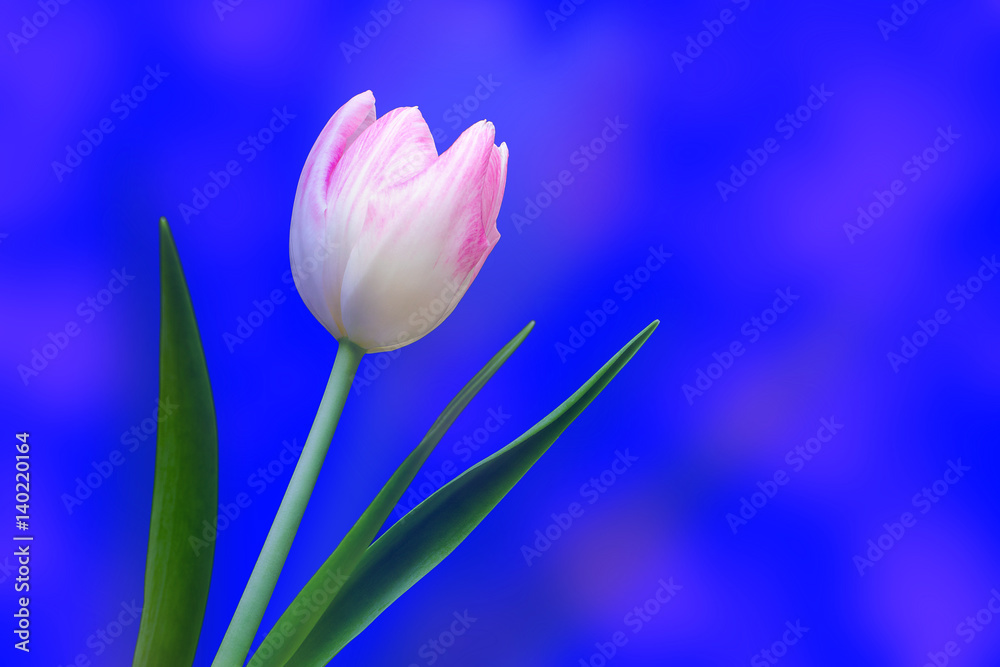 Fototapeta premium tulip on blue background