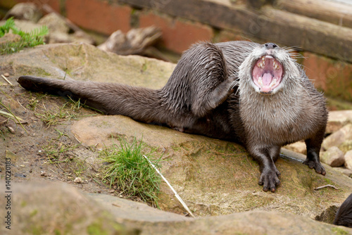 Otter Yawing photo