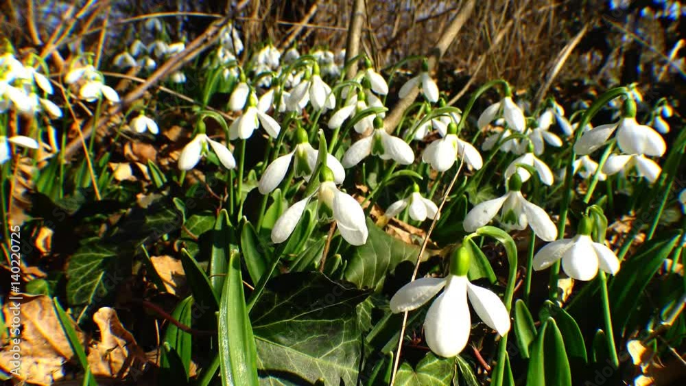 Snowdrops, rare and endangered plants of the south of Ukraine Stock ビデオ