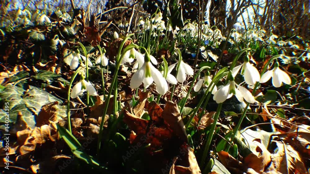 Snowdrops, rare and endangered plants of the south of Ukraine Stock ビデオ