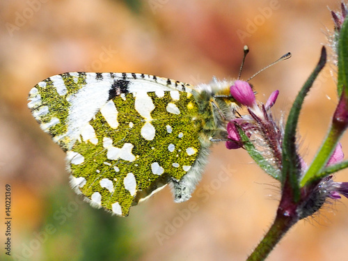 Western Dappled White (Euchloe crameri) photo