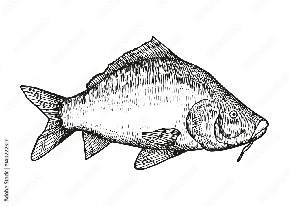 Obraz premium Carp fish