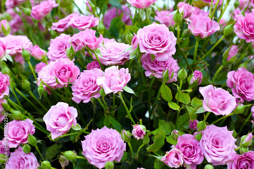 Bouquet of gentle purple roses