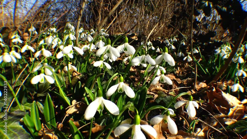 Snowdrops, rare and endangered plants of the south of Ukraine Stock ビデオ