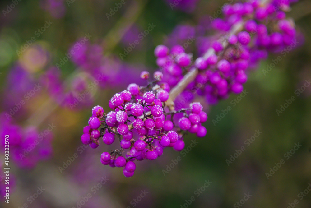 Callicarpa