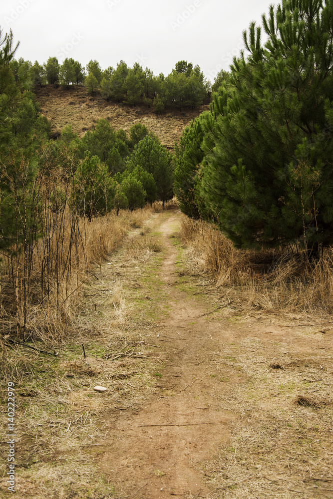 Fototapeta premium Landscape in Madrid