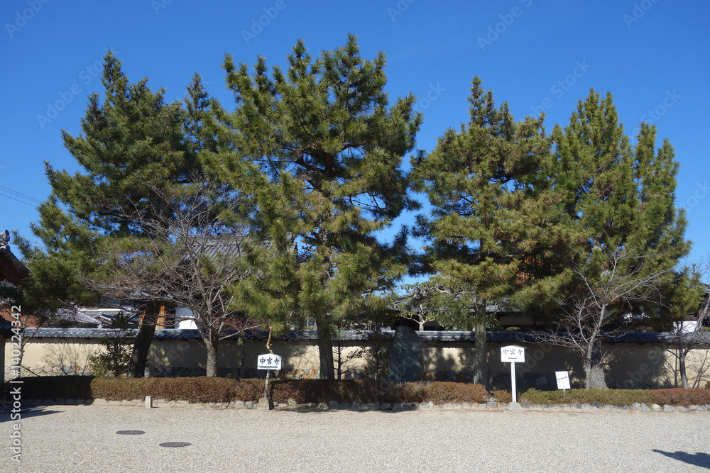 Pinus or Japanese red pine in Nara, Japan 
