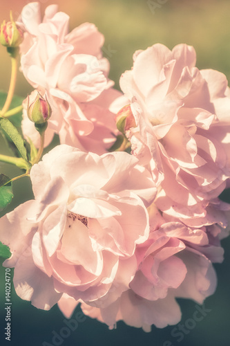 Flowers of pink rose growing in nature on soft pastel color