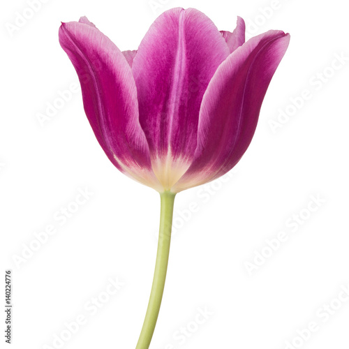 lilac tulip flower head isolated on white background #140224776