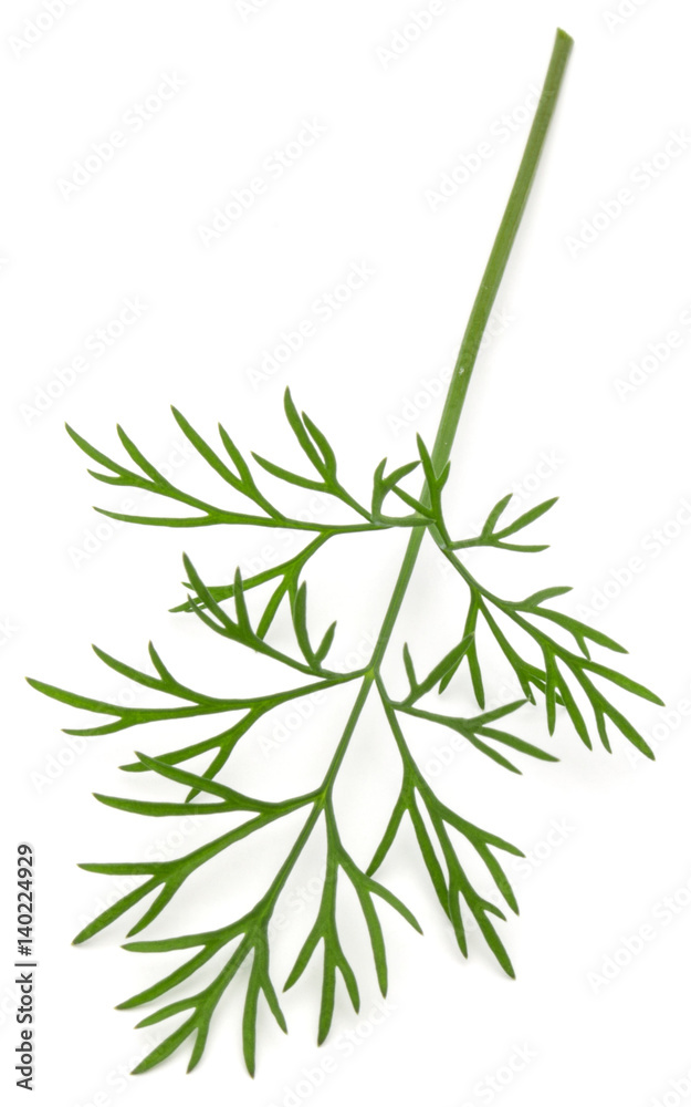Obraz premium Close up shot of branch of fresh green dill herb leaves isolated on white background