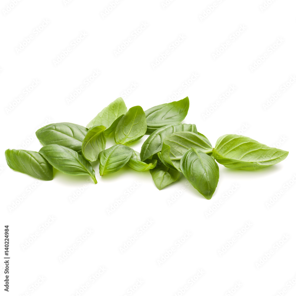 Sweet basil herb leaves handful isolated on white background closeup Sweet basil herb leaves handful isolated on white background closeup