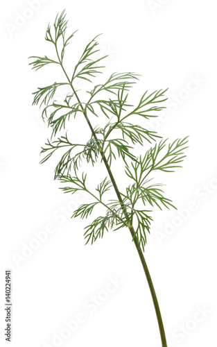 Fototapeta Naklejka Na Ścianę i Meble -  Close up shot of branch of fresh green dill herb leaves isolated on white background