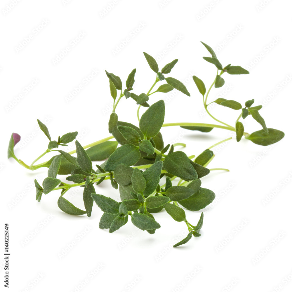 Thyme fresh herb isolated on white background Thyme fresh herb isolated on white background