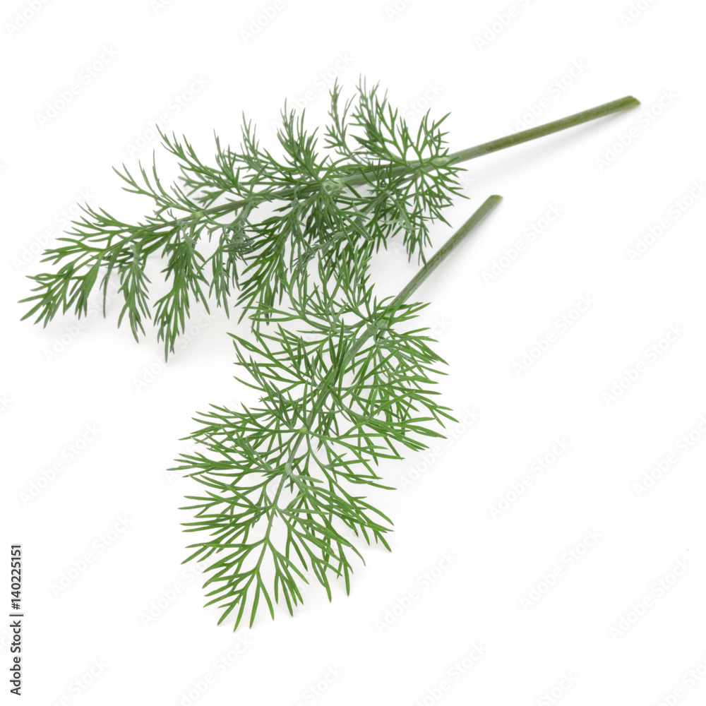 Close up shot of branch of fresh green dill herb leaves isolated on white background Close up shot of branch of fresh green dill herb leaves isolated on white background