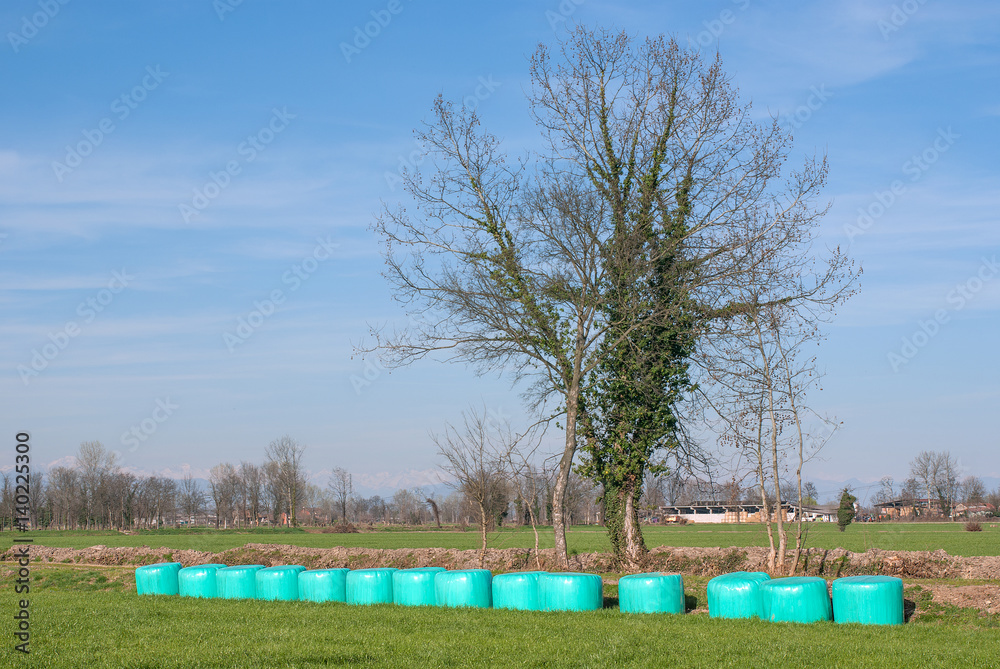 balle di fieno in campagna