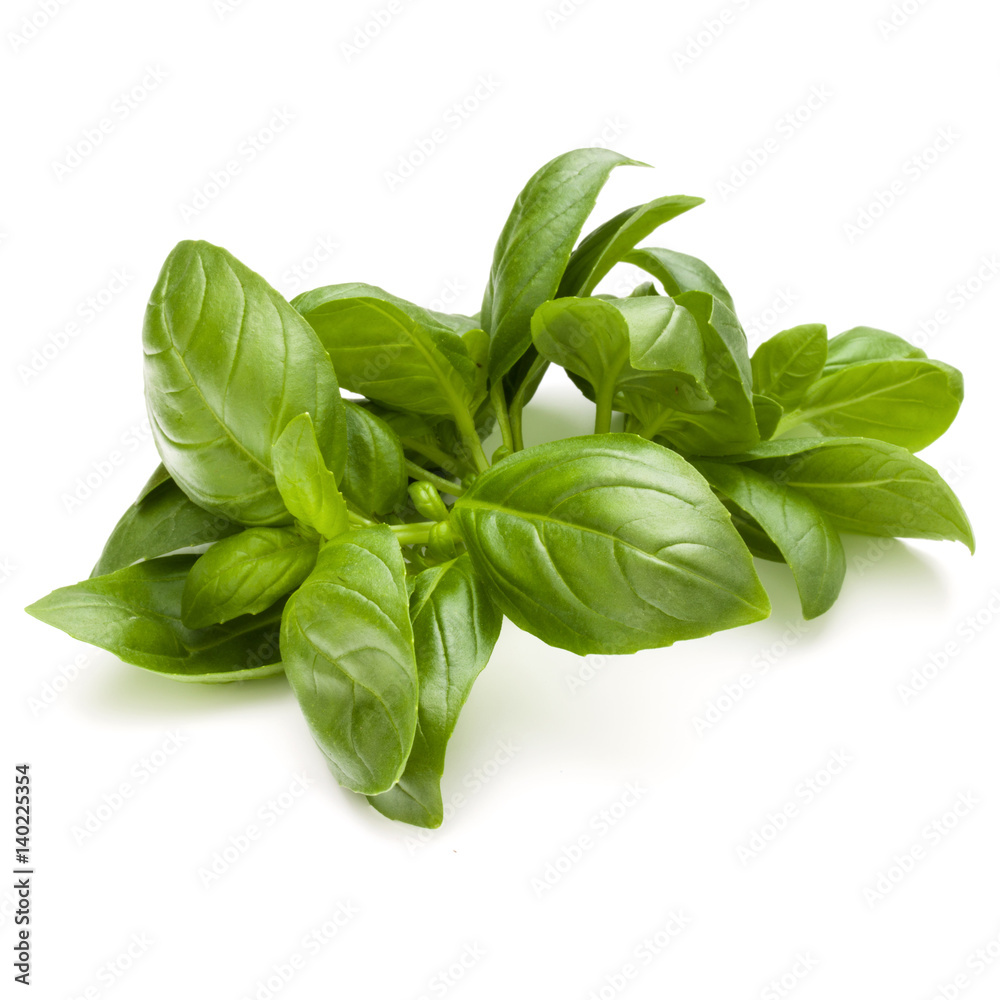 Sweet basil herb leaves bunch isolated on white background Sweet basil herb leaves bunch isolated on white background