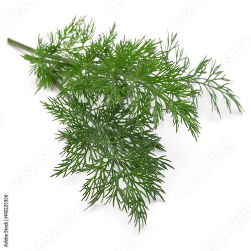 Close up shot of branch of fresh green dill herb leaves isolated on white background