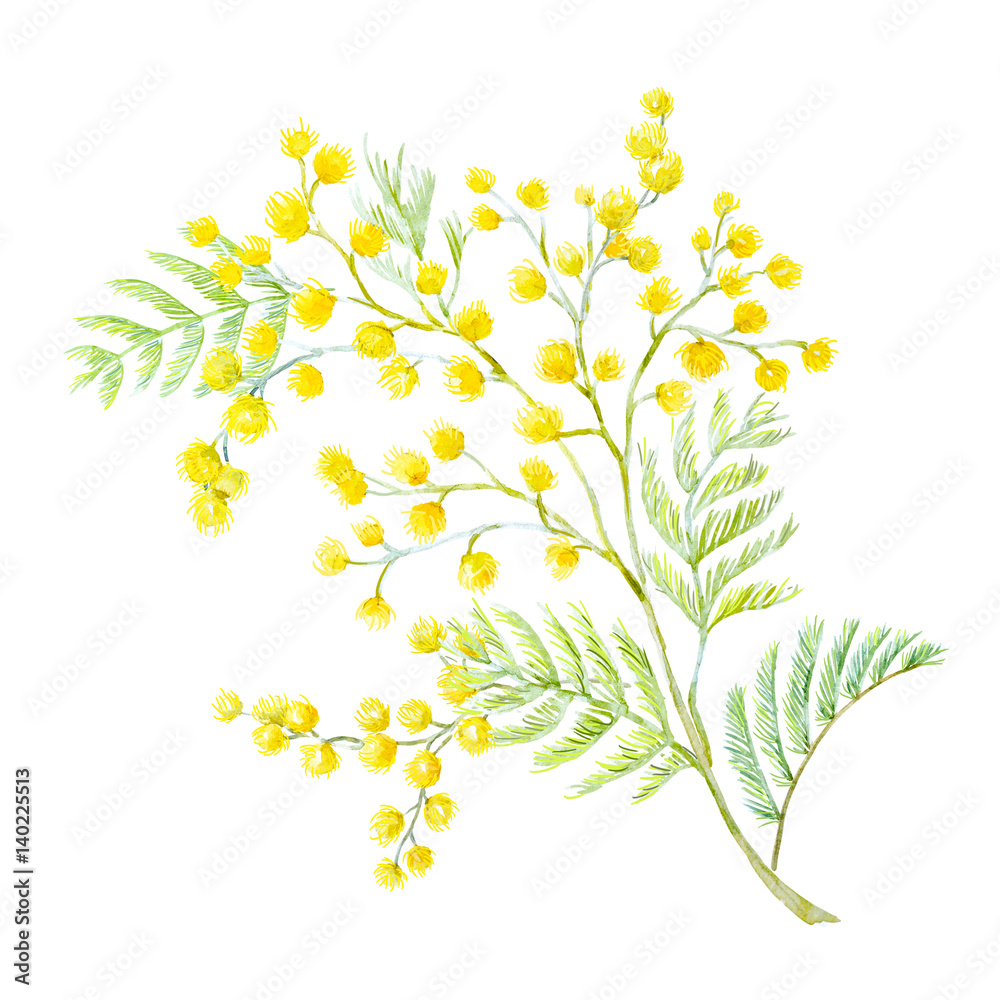 Watercolor mimosa flowers