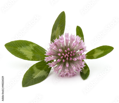 Clover or trefoil flower medicinal herbs isolated on white background cutout