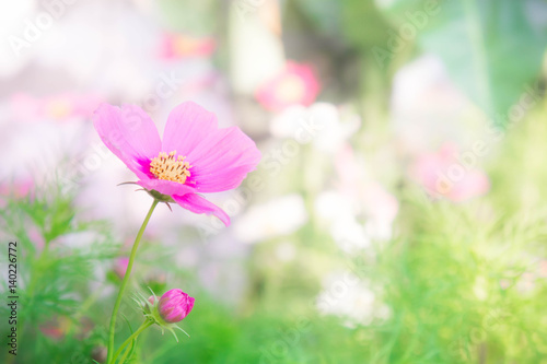 pink flowers in the park   cosmos flowers in the garden with sunlight pastel vintage style