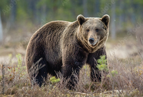 Brown Bear (Ursus arctos) on the swamp in spring forest.