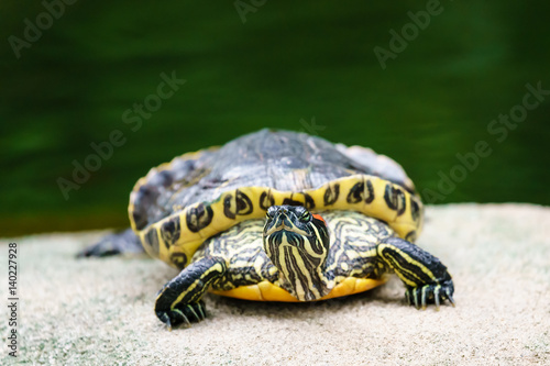 Red-eared slider turtle in natural environment on stone and water background. Close up view © Wilding