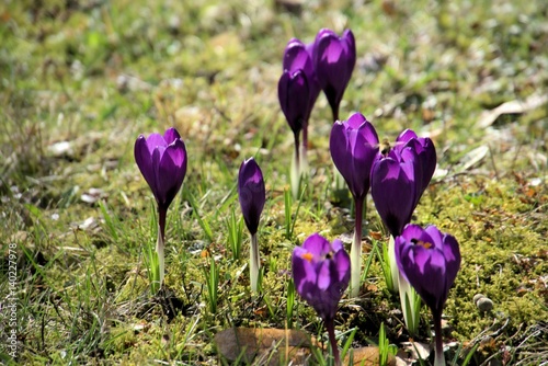 Biene auf violettem Krokus, März, Schönenberg,Gemeinde Rupichterot