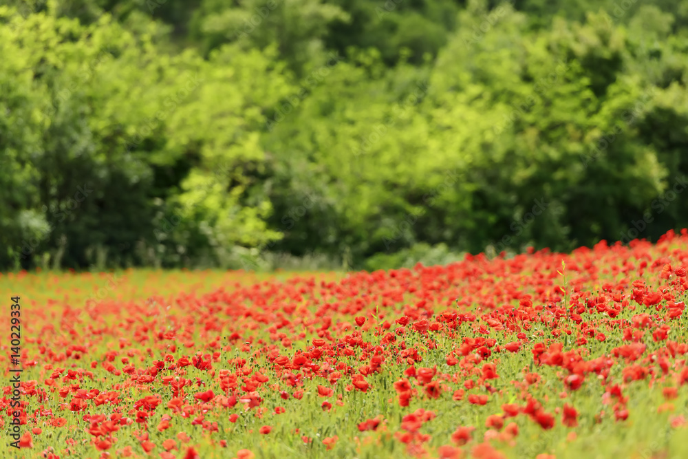 Picturesque poppy field in Marche Italy Picturesque poppy field in Marche Italy