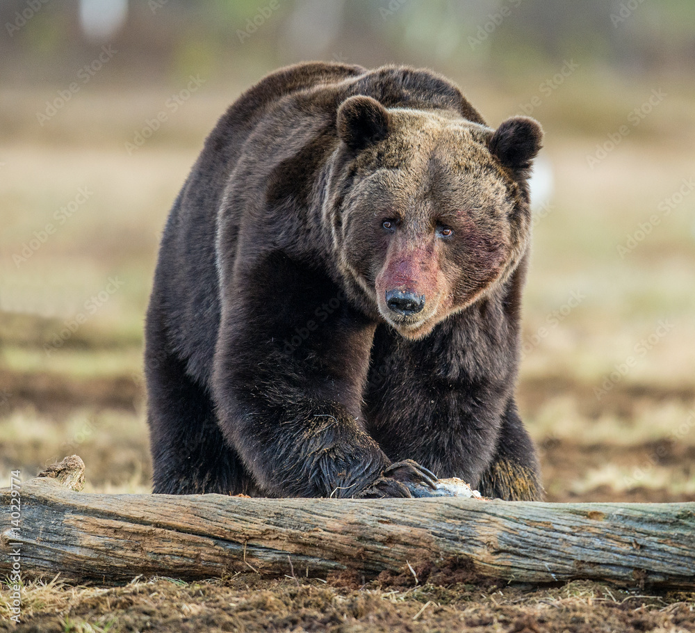 Close up Bear portrait with the blood-stained muzzle. Brown Bear (Ursus arctos) male on the bog in spring forest. Close up Bear portrait with the blood-stained muzzle. Brown Bear (Ursus arctos) male on the bog in spring forest.