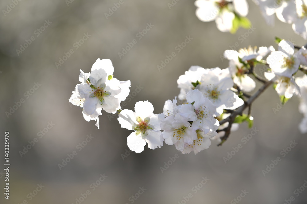 The almond tree white flowers on branch at spring The almond tree white flowers on branch at spring