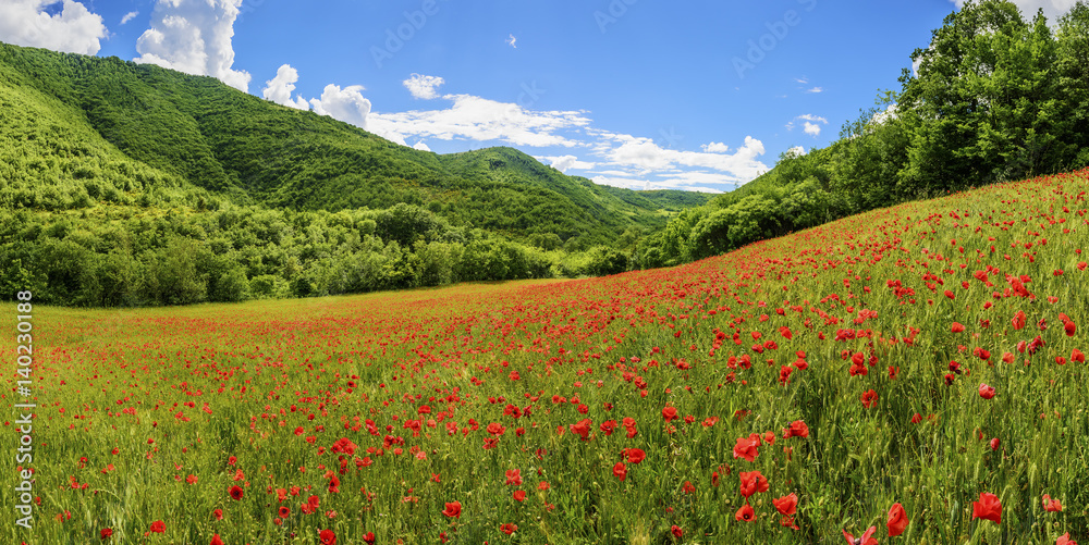 Picturesque panorama poppy field