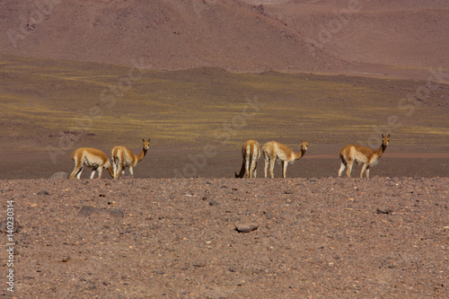 group of vicunas on the mountain plateau of Altiplano in Bolivia