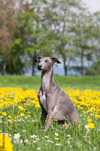Fototapeta Naklejka Na Ścianę i Meble -  Portrait of nice italian greyhound